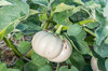 Eggplants - Thai White Ribbed