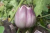 Eggplants - Violetta di Firenze