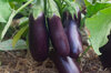 Eggplants - Diamond