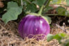 Eggplants - Bianca Rotonda Sfumata Di Rosa