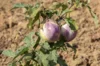 Eggplants - Rosa Bianca