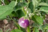 Eggplants - Lao Lavender