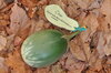Eggplants - Orissa