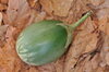 Eggplants - Orissa