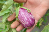 Eggplants - Listada Da Gandia