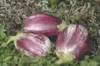 Eggplants - Listada Da Gandia