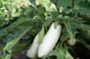 Eggplants - Chinese White Sword