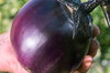 Eggplants - Ronde de Valence