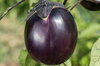 Eggplants - Ronde de Valence