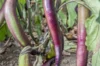 Eggplants - Waimanalo Long