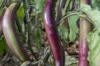 Eggplants - Waimanalo Long