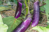 Eggplants - Thai Long Purple