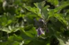 Eggplants - Thai Long Purple