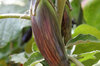 Eggplants - Bangladeshi Long