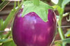 Eggplants - Round Mauve