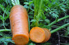 Carrots - Red Hearted Colmar
