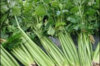 Celery with ribs - Tall Utah