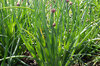 Chives - Chives