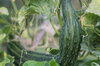Cucumbers - Soo Yoh Long