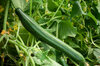 Cucumbers - Telegraph