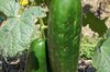 Cucumbers - Heiwa