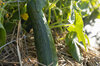 Cucumbers - Long Green Ridge