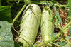 Cucumbers - Ambrosita