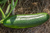 Cucumbers - Tendergreen Burpless