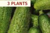 Vegetables - Petit de Paris Green Gherkin Plants