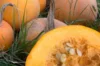 Pepo squash - Winter Luxury