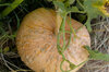 Maxima squash - Giraumon Galeux d'Eysines