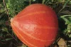 Maxima squash - Hubbard Golden Delicious