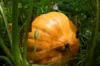 Maxima squash - Cinderella