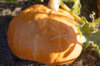 Maxima squash - Red Warty Thing