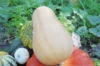 Moschata squash - Sucrine du Berry