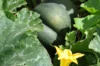 Moschata squash - Musquée de Provence