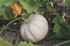 Moschata squash - Milk Pumpkin