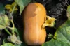 Moschata squash - Butternut Honey Nut