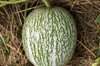 Siam squash (Ficifolia) - Fig Leaf Squash
