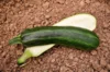 Zucchinis - Cocozelle