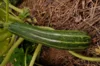 Zucchinis - Cocozelle