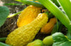 Zucchinis - Yellow Crookneck 