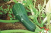 Zucchinis - Striato Pugliese