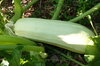 Zucchinis - Bou Tozzina