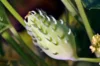 Cyclanthere - Lady's Slipper