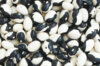 Common Bean - Starazagorsky