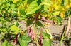 Common Bean - Rose d'Eyragues