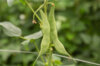 Common Bean - Tarbais