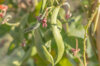 Runner beans - Scarlet Runner