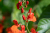 Runner beans - Scarlet Runner